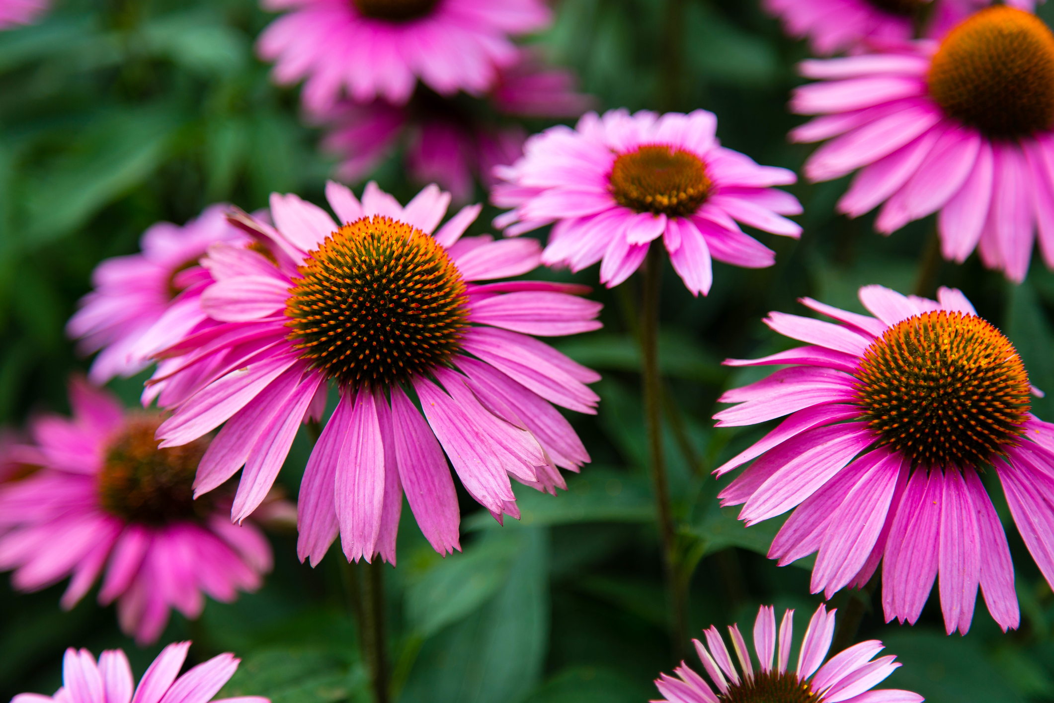 Flowers in a Wichita Falls backyard.