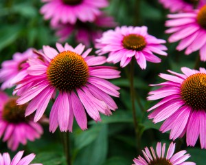 Flowers in a Wichita Falls backyard.