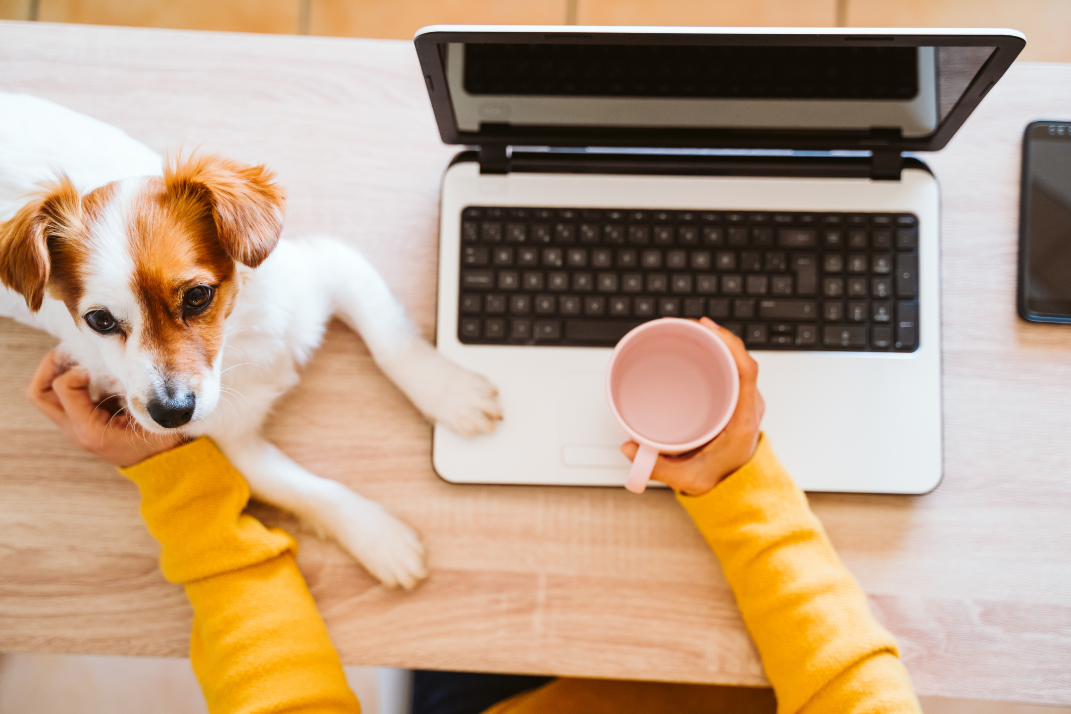 Person working from home with their laptop and dog.