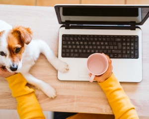 Person working from home with their laptop and dog.